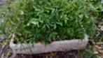 tomatenplanten, Tuin en Terras, Planten | Tuinplanten, Ophalen, Eenjarig, Groenteplanten