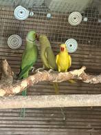 Koppe halsbanden met geel jong vorig jaar en 4 jonge, Dieren en Toebehoren, Vogels | Parkieten en Papegaaien, Meerdere dieren