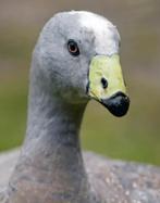 Hoendergans / Cereopsis novaehollandiae, Ophalen