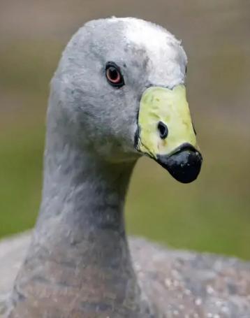 Hoendergans / Cereopsis novaehollandiae beschikbaar voor biedingen