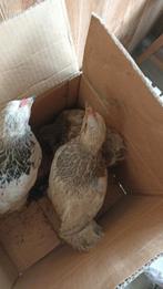 kippen te koop! Verschillende rassen!, Kip, Meerdere dieren