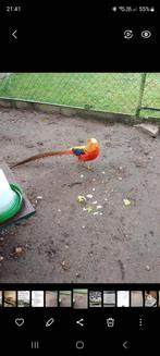 Goudfazant, Dieren en Toebehoren, Pluimvee