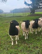 Dorper ooien, Dieren en Toebehoren, Schapen, Geiten en Varkens, Vrouwelijk, Schaap, 0 tot 2 jaar