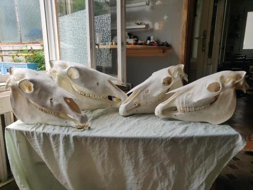 Paardenschedel schedel van een paard botten anatomie veulen, Verzamelen, Dierenverzamelingen, Zo goed als nieuw, Schedel, Paard