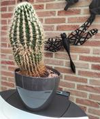 Mooie grote cactus, Ophalen, Cactus