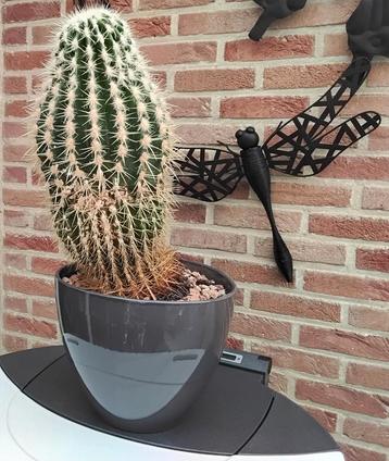 Mooie grote cactus  beschikbaar voor biedingen