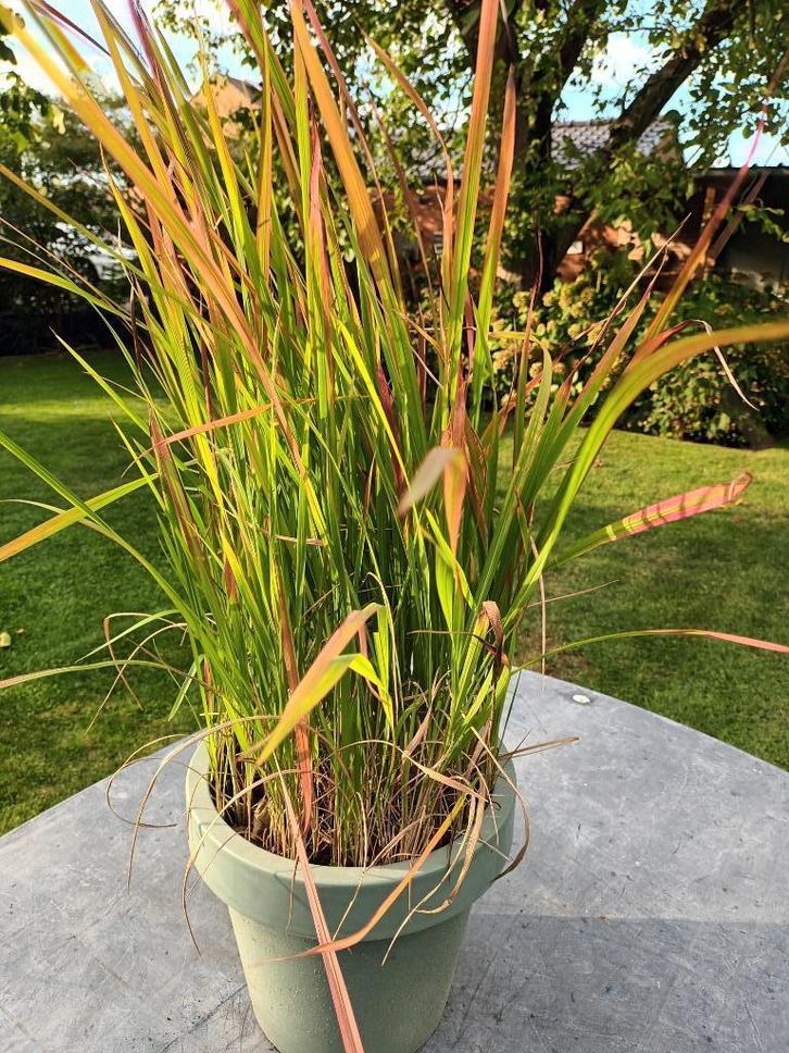Imperata Red Baron met korting, Tuin en Terras, Planten | Tuinplanten, Halfschaduw, Ophalen