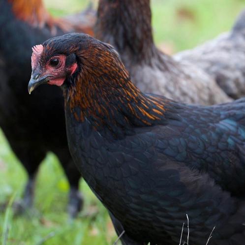 Maran kippen jonge hennen beschikbaar, Dieren en Toebehoren, Pluimvee, Kip, Vrouwelijk