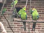 Geelvoorhoofd kakarikis in zuivere wildkleur, Animaux & Accessoires, Plusieurs animaux, Perruche, Bagué