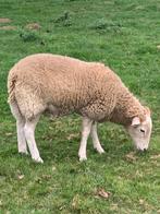 Jonge ooien en rammen, Dieren en Toebehoren, Schapen, Geiten en Varkens, Meerdere dieren, Schaap, 0 tot 2 jaar
