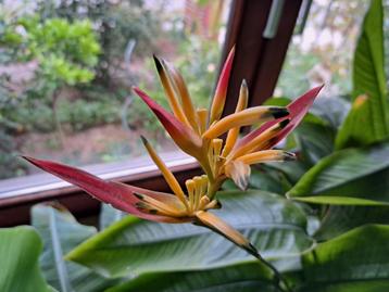 Zeer mooie Heliconia-plant (zeldzaam) beschikbaar voor biedingen