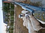 Mooi lot ooien te koop, Dieren en Toebehoren, Schapen, Geiten en Varkens