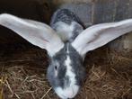 Duitse prachtram !, Dieren en Toebehoren