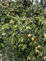 Coings à vendre 1€ le kg, Divers, Enlèvement