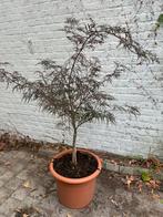 Japanse esdoorn, Tuin en Terras, Ophalen