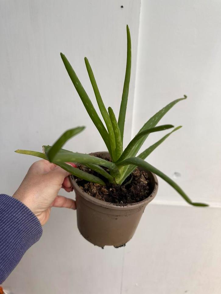 Aloë vera plant, Huis en Inrichting, Kamerplanten, Ophalen
