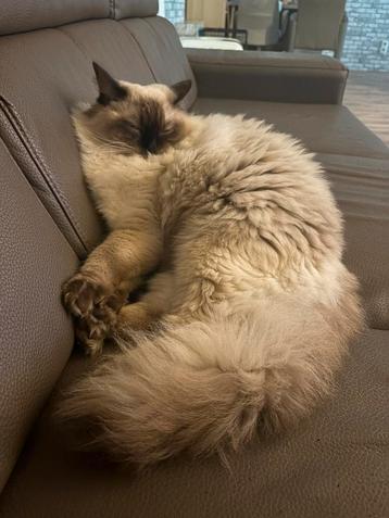 Super lieve ragdoll kater met stamboom beschikbaar voor biedingen