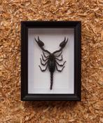 schorpioen in kader, Verzamelen, Dierenverzamelingen, Ophalen of Verzenden, Nieuw, Reptiel of Amfibie, Opgezet dier