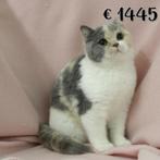 Britse Korthaar (Tortie & Bicolor) kittens te koop, Dieren en Toebehoren, Meerdere dieren, Gechipt, 0 tot 2 jaar