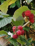 Framboisiers  remontants. Produit des fruits 2 fois par an., Enlèvement ou Envoi