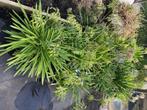 Agapanthus, Enlèvement