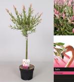 4 x Salix integra Hakuro Nishiki  stam 80 cm, Tuin en Terras, Halfschaduw, Overige soorten, Minder dan 100 cm, Zomer