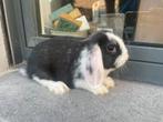 Minilop konijntje, Dieren en Toebehoren, Konijnen