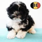 Shih Tzu (reutjes) Belgische pups te koop, België, CDV (hondenziekte), 8 tot 15 weken, Meerdere