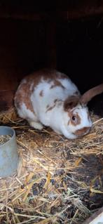 Mooie konijnen, Dieren en Toebehoren, Konijnen