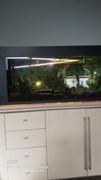 Aquarium met vissen, Dieren en Toebehoren, Vissen | Aquariumvissen