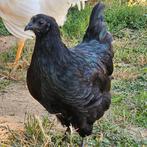 Ayam cemani hennen, Vrouwelijk, Kip