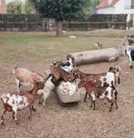 mooie vrouwelijke geitjes, Dieren en Toebehoren, Vrouwelijk, Geit, 0 tot 2 jaar