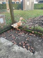 Saksen eend vrouwtje, Dieren en Toebehoren, Eend