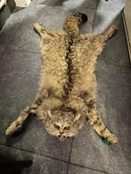 Taxidermie tapis chat, Antiek en Kunst, Ophalen