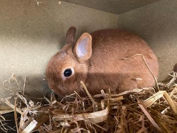 Rode kleurdwerg beschikbaar voor biedingen