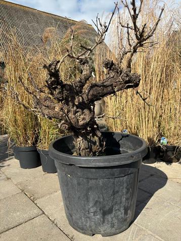 Druivenboom, Druivenstronk vitis vinifera, Tuin en Terras, Ophalen