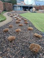 Siergrassen, Jardin & Terrasse, Plantes | Jardin, Enlèvement