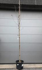 Magnolia Soulangeana, Tuin en Terras, Planten | Bomen, Ophalen, Halfschaduw