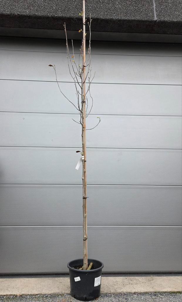 Magnolia Soulangeana, Tuin en Terras, Planten | Bomen, Halfschaduw, Ophalen