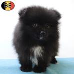 Dwergkeesjes - Belgische pups te koop, Dieren en Toebehoren, België, CDV (hondenziekte), 8 tot 15 weken, Meerdere