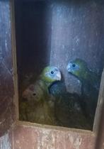 Jonge kakariki om met hand op te brengen, Dieren en Toebehoren, Geringd