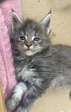 Maine Coon kittens, Meerdere dieren, Gechipt, 0 tot 2 jaar