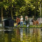 Eenden- en ganzenhok nestera, Dieren en Toebehoren, Pluimvee | Toebehoren, Nieuw, Ophalen of Verzenden, Kippenhok of Kippenren