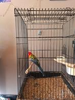 Rosella, Dieren en Toebehoren, Tam