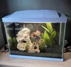 Aquarium met pufferfish kogelvis, Dieren en Toebehoren, Vissen | Aquaria en Toebehoren, Ophalen