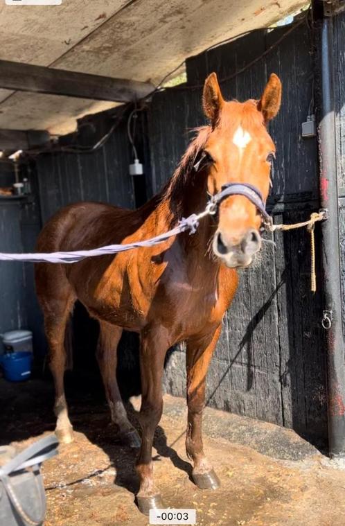 Top  springende 3j Bwp ruin, Dieren en Toebehoren, Paarden, Ruin, B, 160 tot 165 cm, 3 tot 6 jaar, Springpaard, Met stamboom, Gechipt