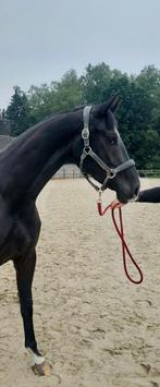 Grote dessuurmerrie, Dieren en Toebehoren, Paarden, Merrie, B, Gechipt, Dressuurpaard