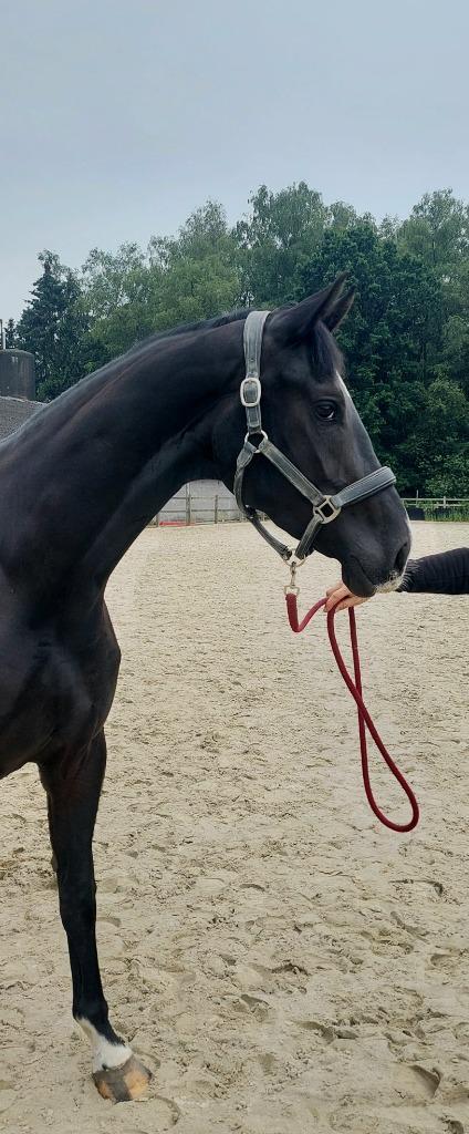 Grote dessuurmerrie, Dieren en Toebehoren, Paarden, Merrie, B, 170 tot 175 cm, 3 tot 6 jaar, Dressuurpaard, Met stamboom, Gechipt
