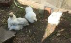 4 zijdehoentjes, Dieren en Toebehoren, Pluimvee, Meerdere dieren, Kip