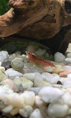 Vuurgarnalen te koop, Dieren en Toebehoren